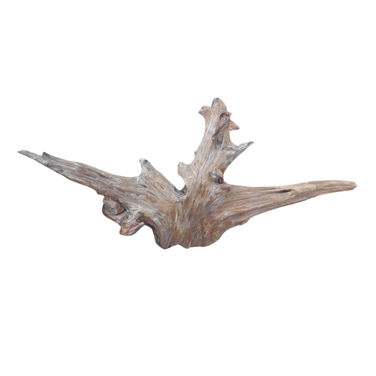 SKRw RAIZ ORNAM. 3Y/C  LUCKY WOOD DE 40-70 CM  KL