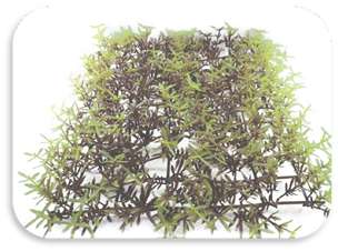 SKRw PLANTA ARTIFICIAL K-421 24X24X5CM PLACA MR/AM
