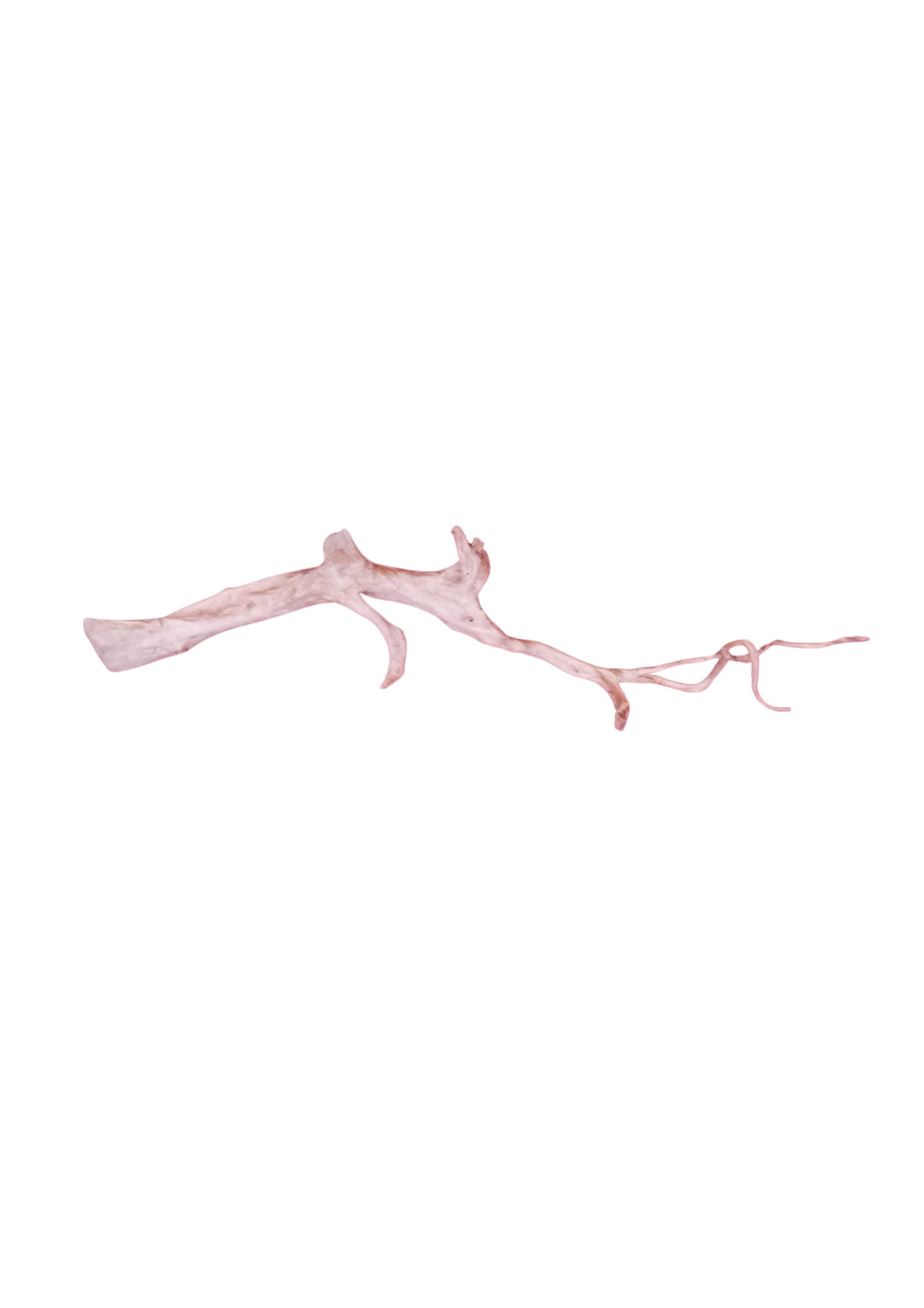 SKRw RAIZ ORNAM. 2Y  MG DE 30-150 CM  KL