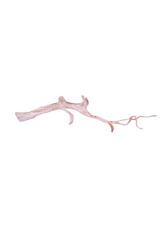 SKRw RAIZ ORNAM. 2Y  MG DE 30-150 CM  KL
