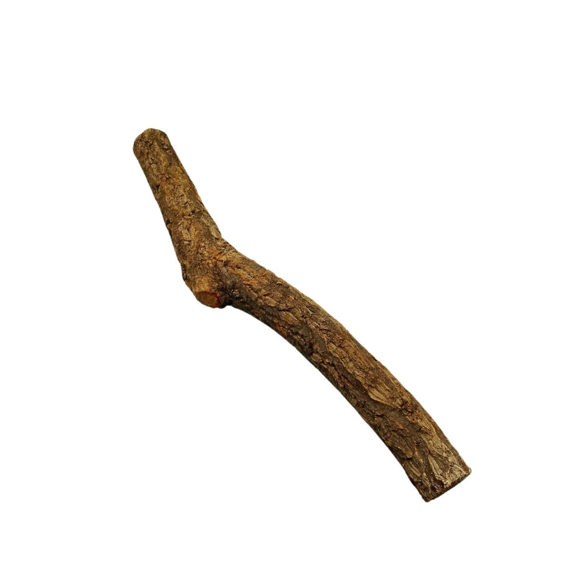 SKRw RAIZ ORNAM. STRAIGHT TORA RETA DE 30-60CM KL