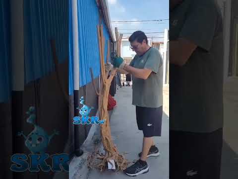 SKRw RAIZ ORNAM. 3Y  GG DE 1 PEÇA DE APROXIMADAMENTE 13 KILOS